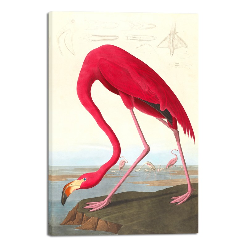 Canvas Wall Art American flamingo by John James Audubon Reproduction Art Print