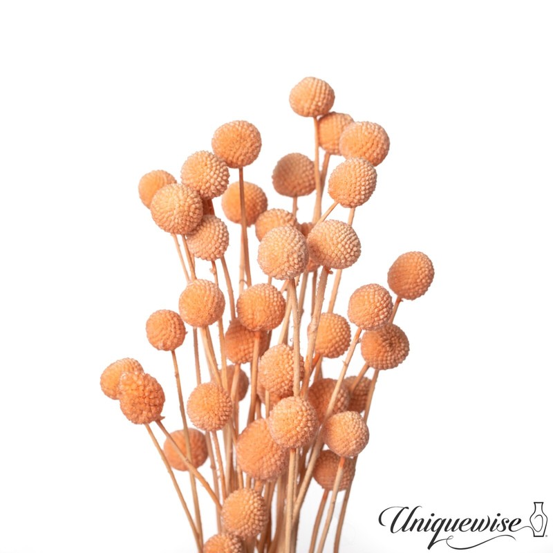 Uniquewise Preserved Real Floral Stems Chic Vase Fillers & Accents for Bouquets gallery