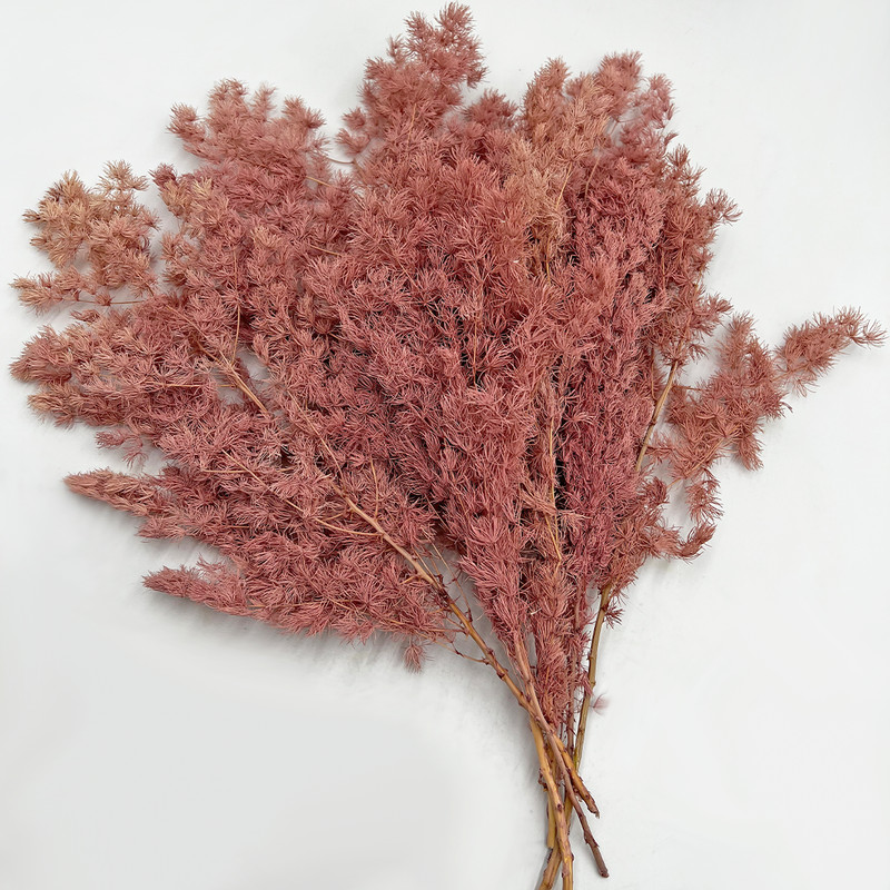 Bergamo Art Bundle of 4 Preserved Asparagus Fern 12-20 inches long in Pink gallery