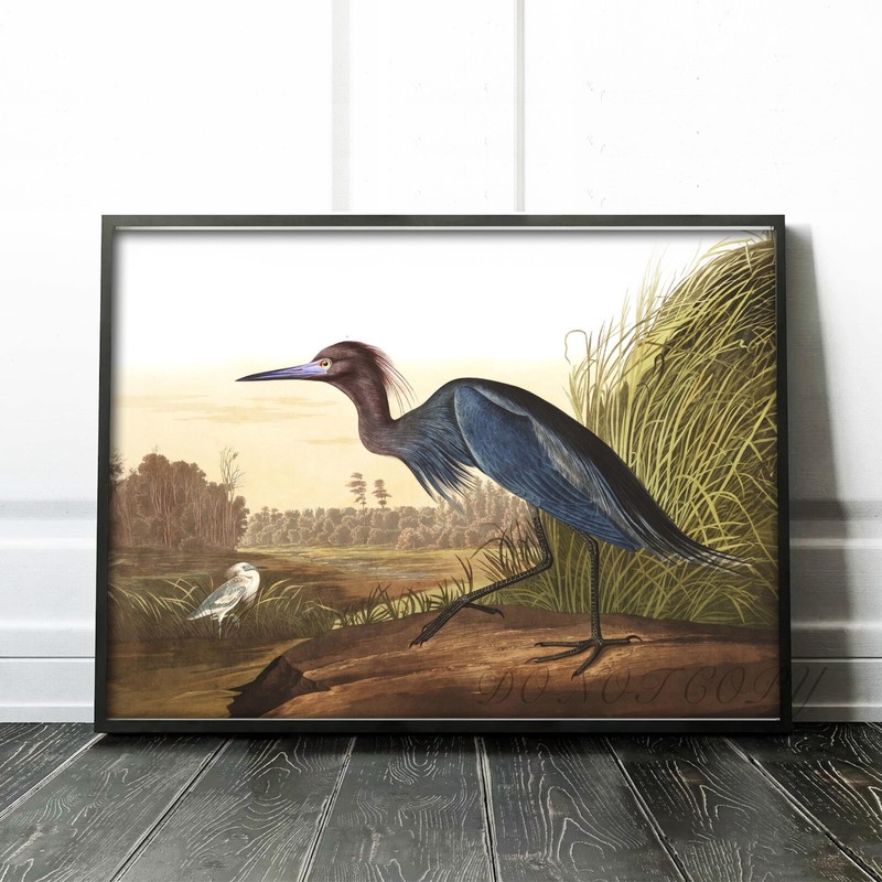 Blue Crane or Heron John James Audubon Birds of America Wall Art Poster Print