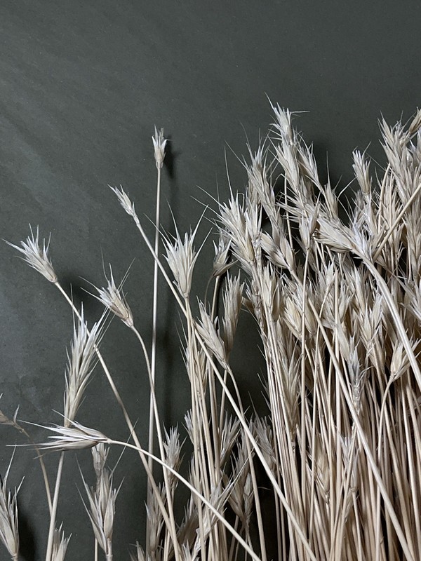 Dried Foxtail Grass Bundle: Rustic Floral Arrangement Supply in Natural Color gallery