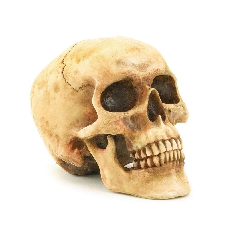 Realistic Human Skull Statue Polyresin Halloween Gothic Table Home Decor