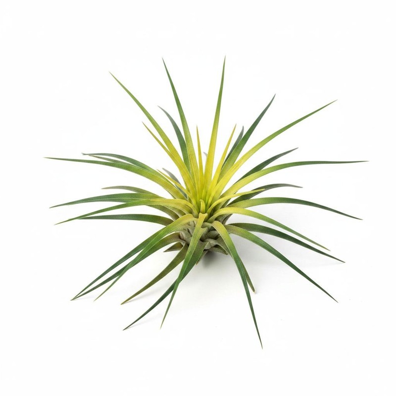 Artificial Air Plant Set of 3 Real Touch Faux Tillandsia Plants Small Faux Air P gallery