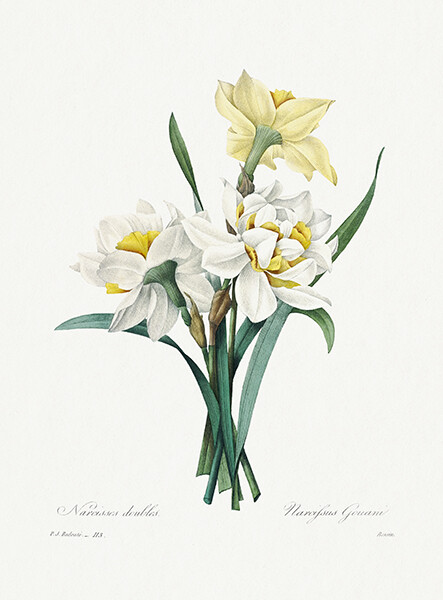 Double Daffodil – 1800’s – Pierre-Joseph Redoute – Botanical Illustration Poster