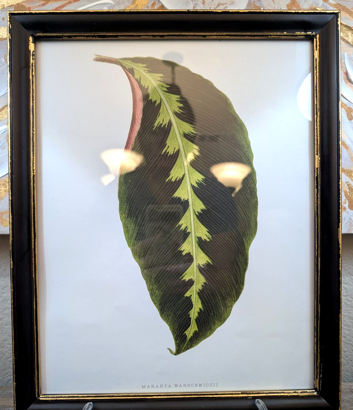 Framed Botanical Leaf Print Maranta Warscewiczii Tropical Plant Wall Art Decor
