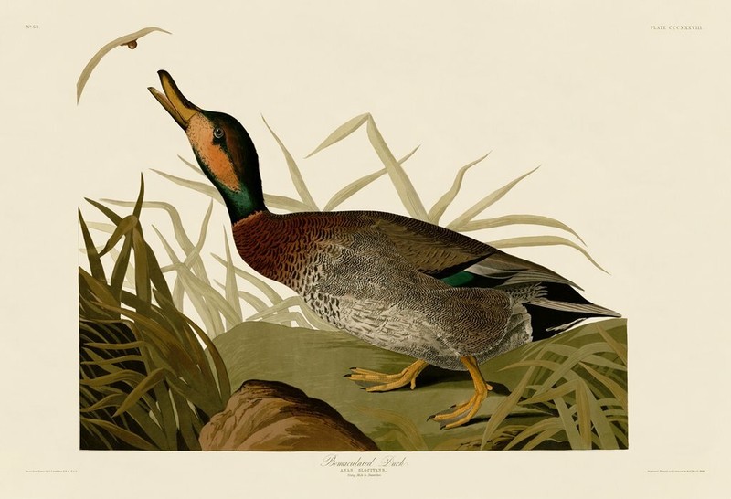 Bemaculated Duck, John James Audubon, Wall Art Print Poster  11" x 14"