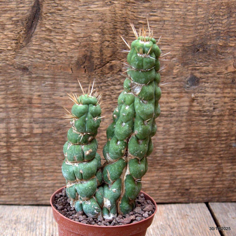 D7204 EULYCHNIA CASTANEA SPIRALIS pot8,5-H15-W7 cm MaMa Cactus