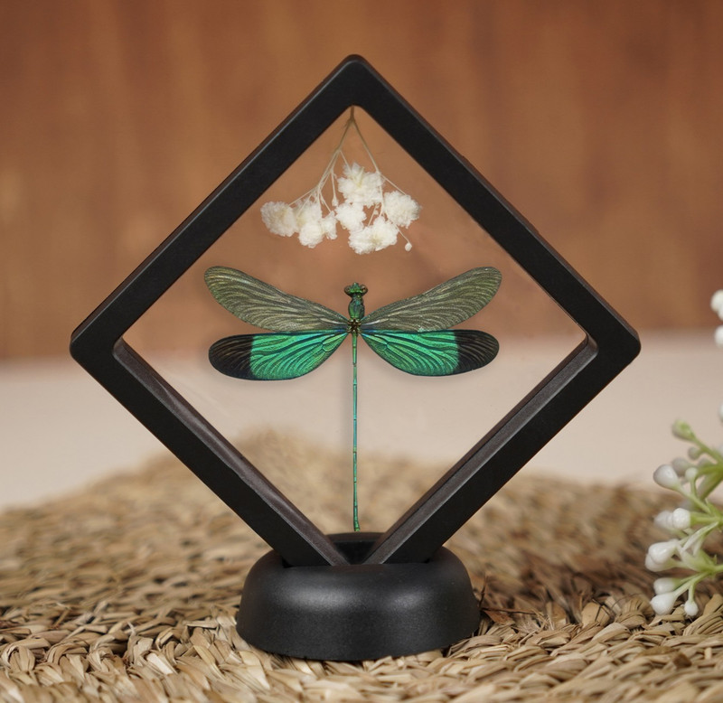 Real Clear Wings Dragonfly Framed Insect Bug Taxidermy Enotomology Decor