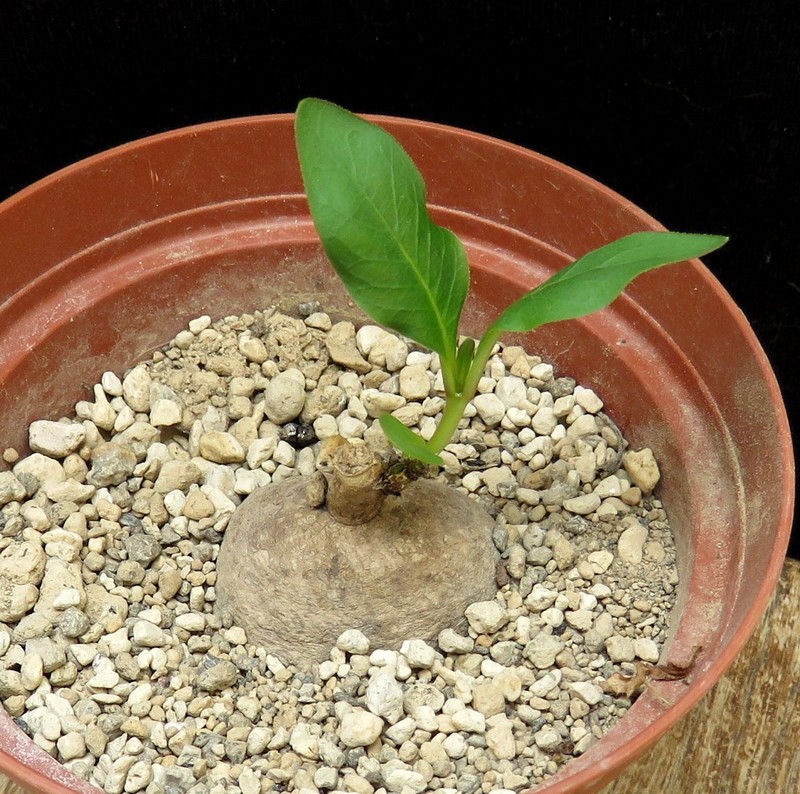Raphionacme bingeri,Euphorbia ,Caudex,Succulent Plants,Cactus gallery