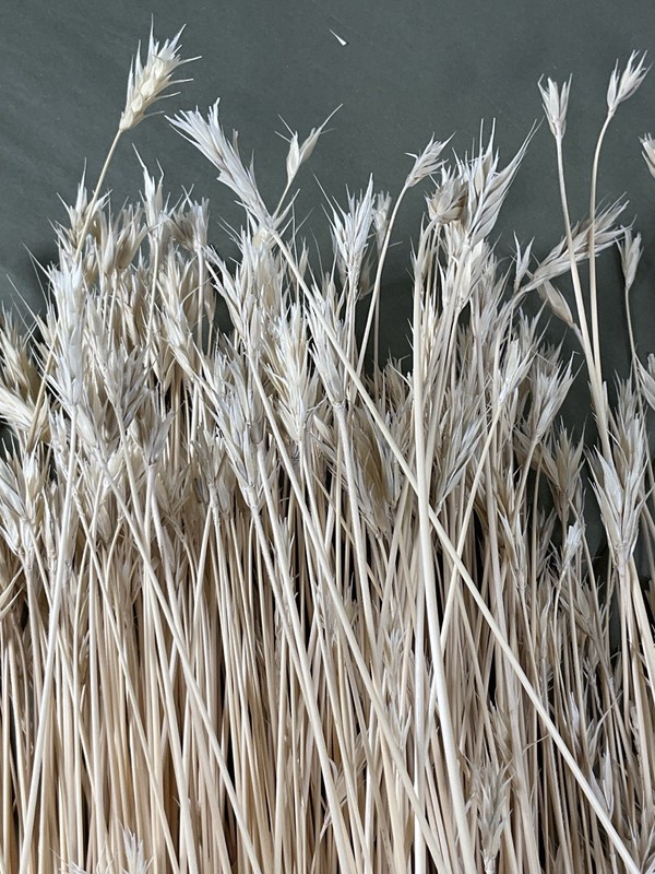 Dried Foxtail Grass Bundle: Rustic Floral Arrangement Supply in Natural Color gallery
