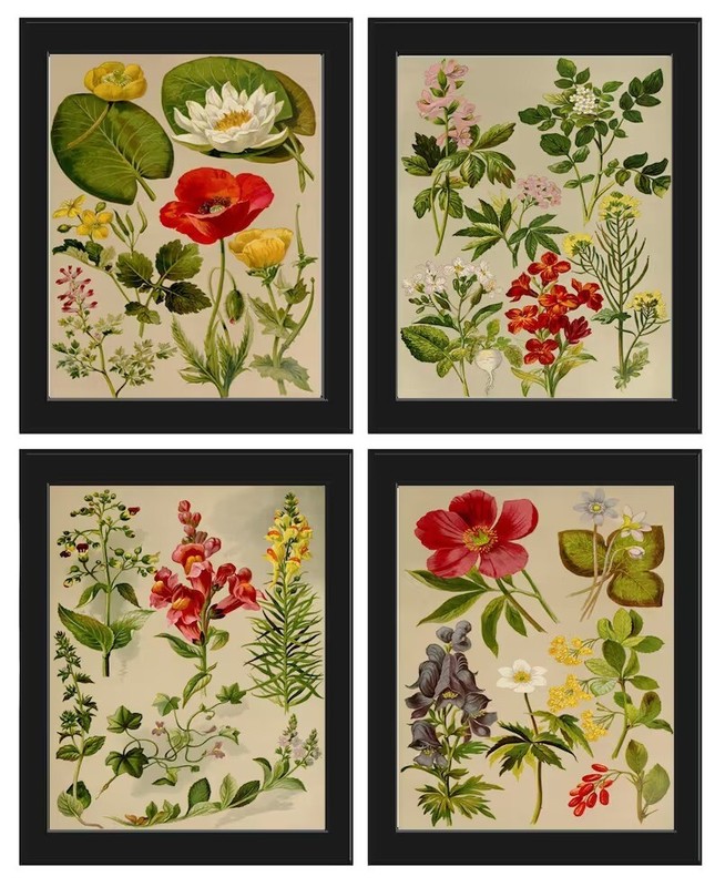 Wildflower Botanical Prints Wall Art Set of 4 Beautiful Antique Vintage Unframed