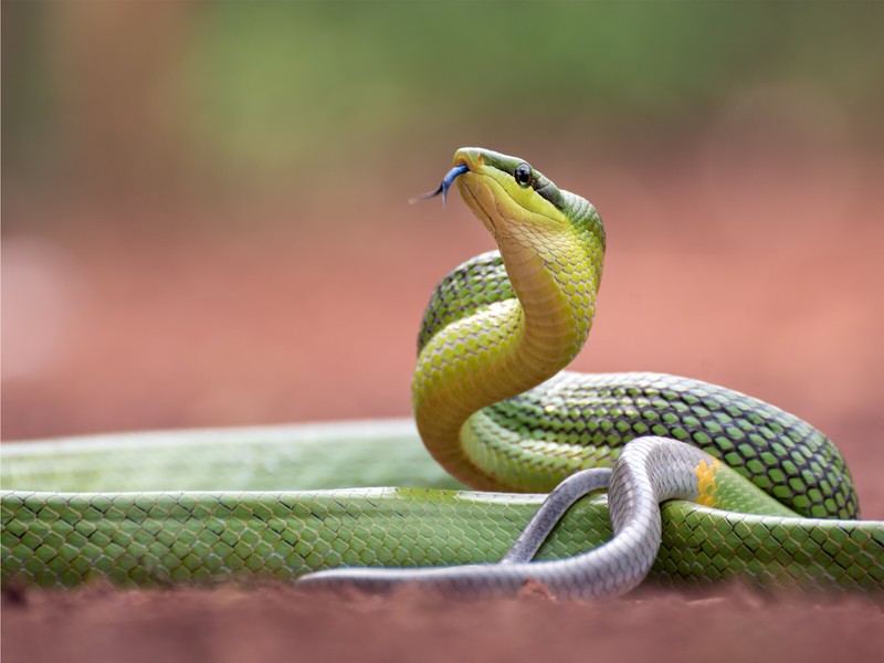 Red Tailed Green Ratsnake 5mm thick Plastic Poster Ready to Hang 60x45cm gallery