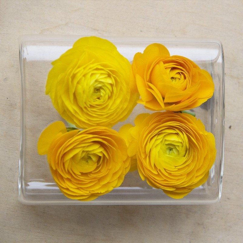 Chive ‘Hudson 2 Flute’ Flower Vase — Beautiful 4-Hole (5" x 4" x 2"), Clear gallery