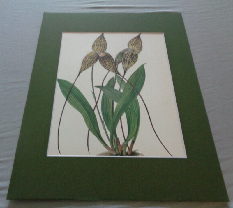 Exotic Flowering Orchid in Bloom Botanical Illustration Print 11x14 Matted Green gallery