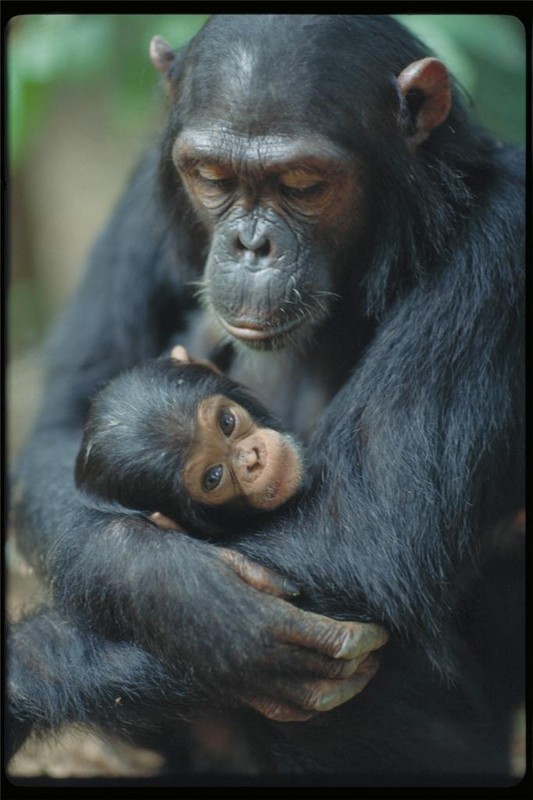 CHIMP & MOTHER GLOSSY POSTER PICTURE PHOTO chimpanzee gorillas orangutans 722