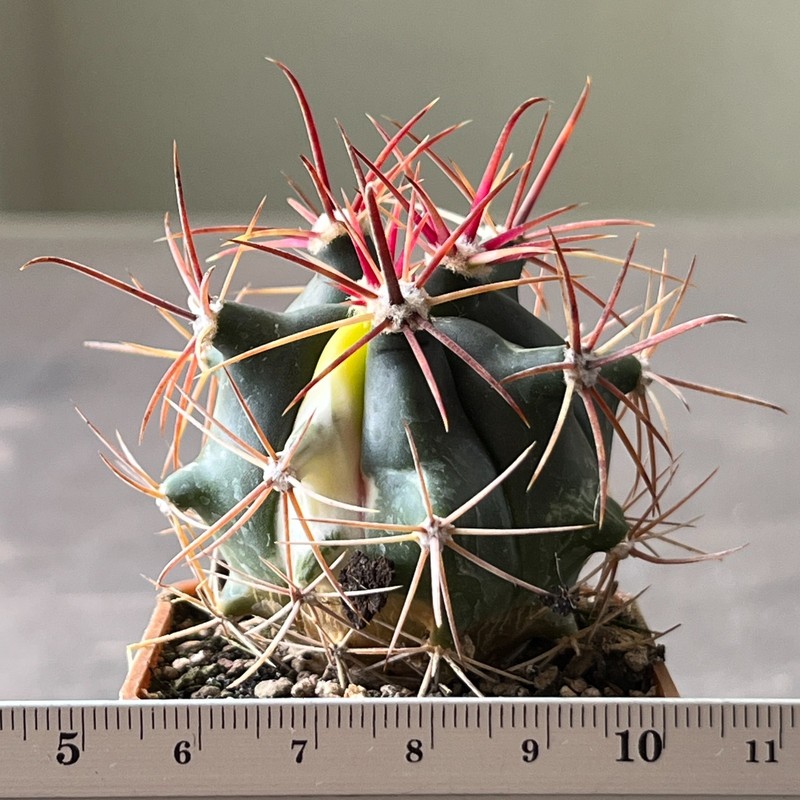 A40-165 Ferocactus herrerae f. variegata, own root.
