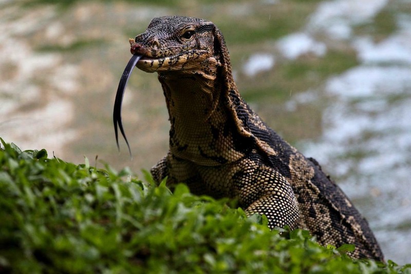 MONITOR LIZARD GLOSSY POSTER PICTURE PHOTO BANNER large reptile tongue 4856