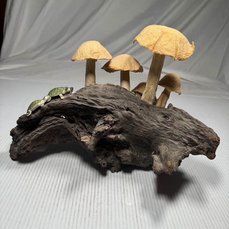 Tabletop Centerpiece Mushroom Bundle Botanical Accent Piece Decor Whimsical gallery