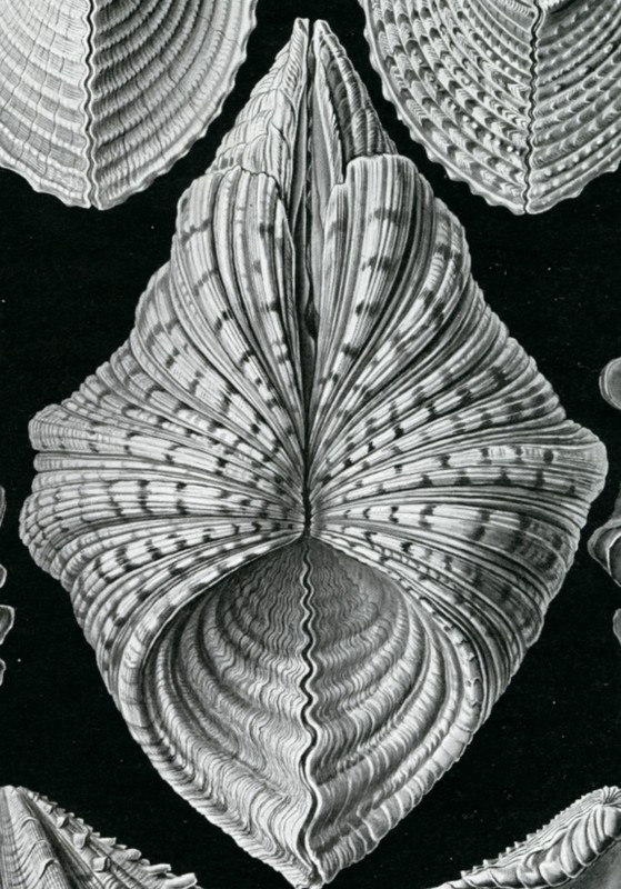 Oyster Shells & Clam Shells Ernst Haeckel 1904 Illustration, 4 x 6"-16 x 20" gallery
