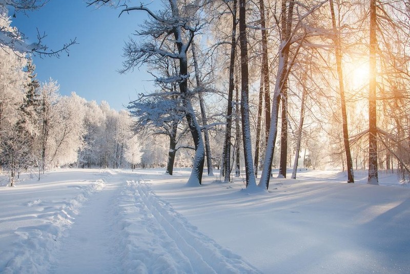 Winter Park Forest Trees In Snow Sunrise Landscape Photo Poster 36×24