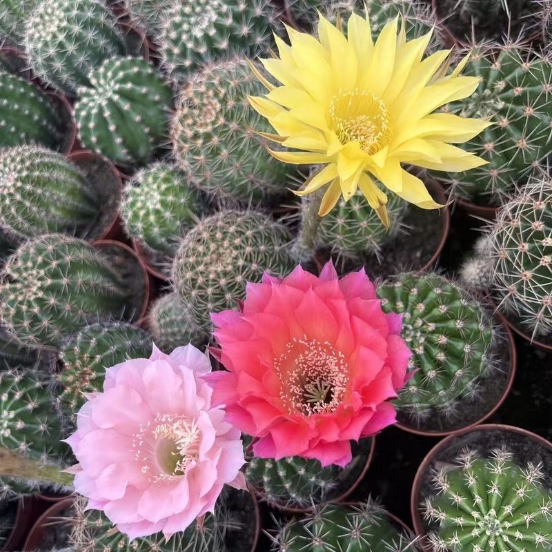 Gymnocalycium baldianum Dwarf Chin Cactus Live Succulent Plant Blooming Cactus gallery