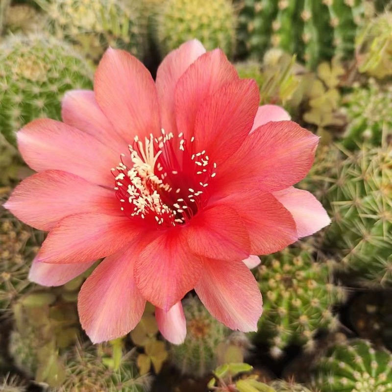 Gymnocalycium baldianum Dwarf Chin Cactus Live Succulent Plant Blooming Cactus gallery
