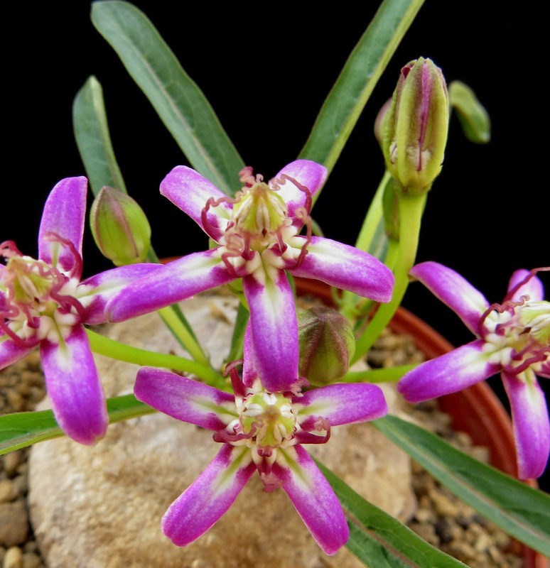 Raphionacme bingeri,Euphorbia ,Caudex,Succulent Plants,Cactus