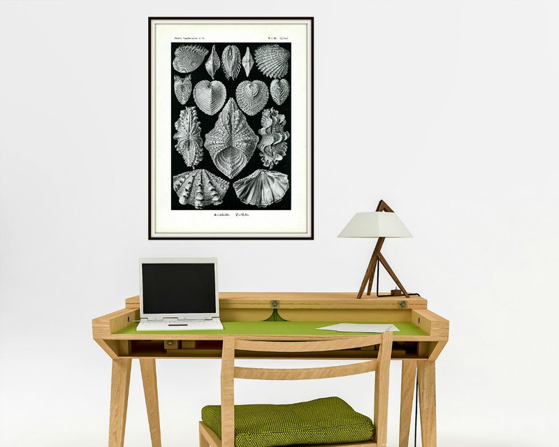 Oyster Shells & Clam Shells Ernst Haeckel 1904 Illustration, 4 x 6"-16 x 20" gallery
