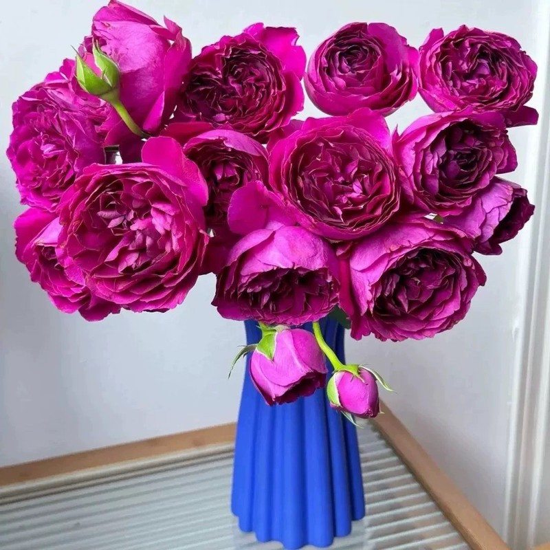 樱桃时节 Le Temps Des Cerise Shrub Rose- Purple -1 Gallon Plant- strong Fragrance