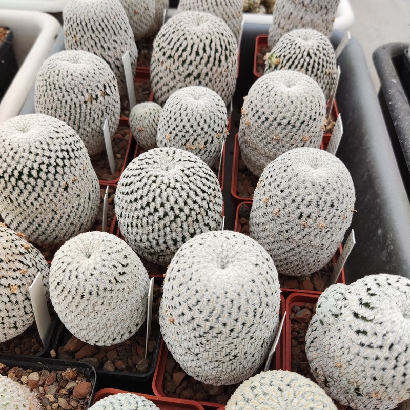 10 FRESH SEEDS,75. Mammillaria (Solisia) pectinata PP663