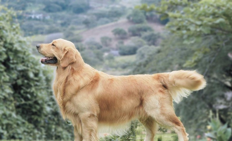 GOLDEN RETRIEVER GLOSSY POSTER PICTURE PHOTO PRINT dog scotland large 4722