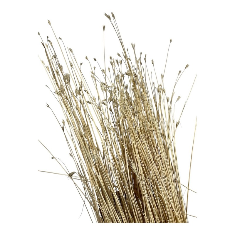 Dried Foxtail Grass Bundle: Rustic Floral Arrangement Supply in Natural Color gallery