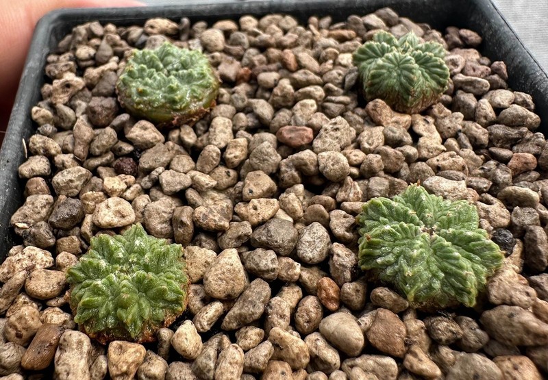 Aztekium r from see-d x 4Plants (discount) Rare Ariocarpus copiapoa Euphorbia (B gallery