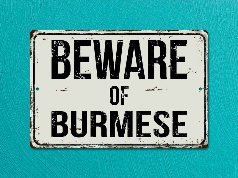 190VS Beware Of Burmese1 8 "x 12" Vintage Aluminum Retro Metal Sign gallery