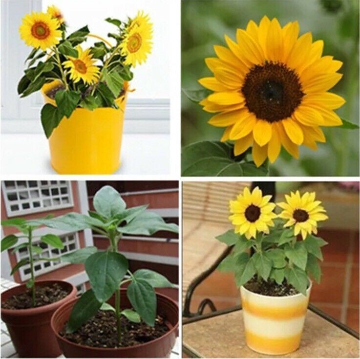 20pcs Mini Dwarf Yellow Sunflower Flower Seeds Home Garden Office Decor Plant JL