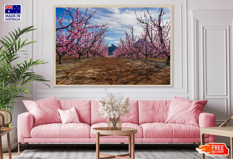 (Laminated) Cherry Blossom Trees Pathway View 91x61cm