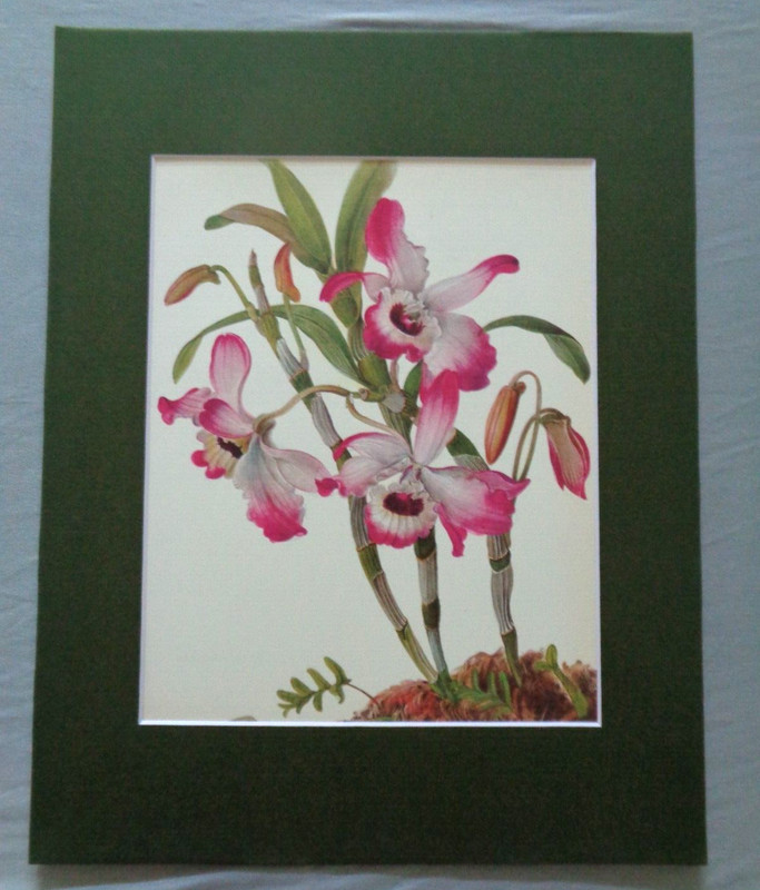 Pink White Flowers Tropical Orchid Plant Blooms Botanical Art 11 x 14 Matted