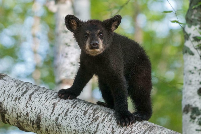NORTH AMERICAN BLACK BEAR GLOSSY POSTER PICTURE PHOTO PRINT cub 4546