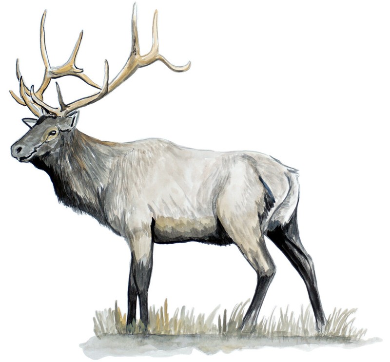 Elk Wildlife Art Printed Vinyl Decal Auto Truck SUV Car Wall Window Sticker