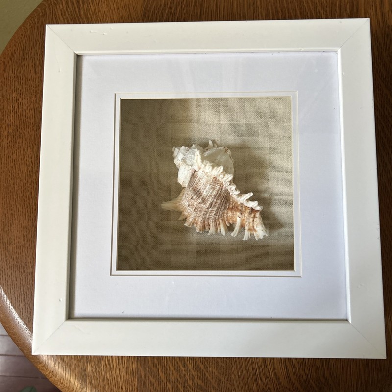 Conch Shell In White Wood Shadow Box Frame 12X12, Shell Is Approx 5×3 1/2