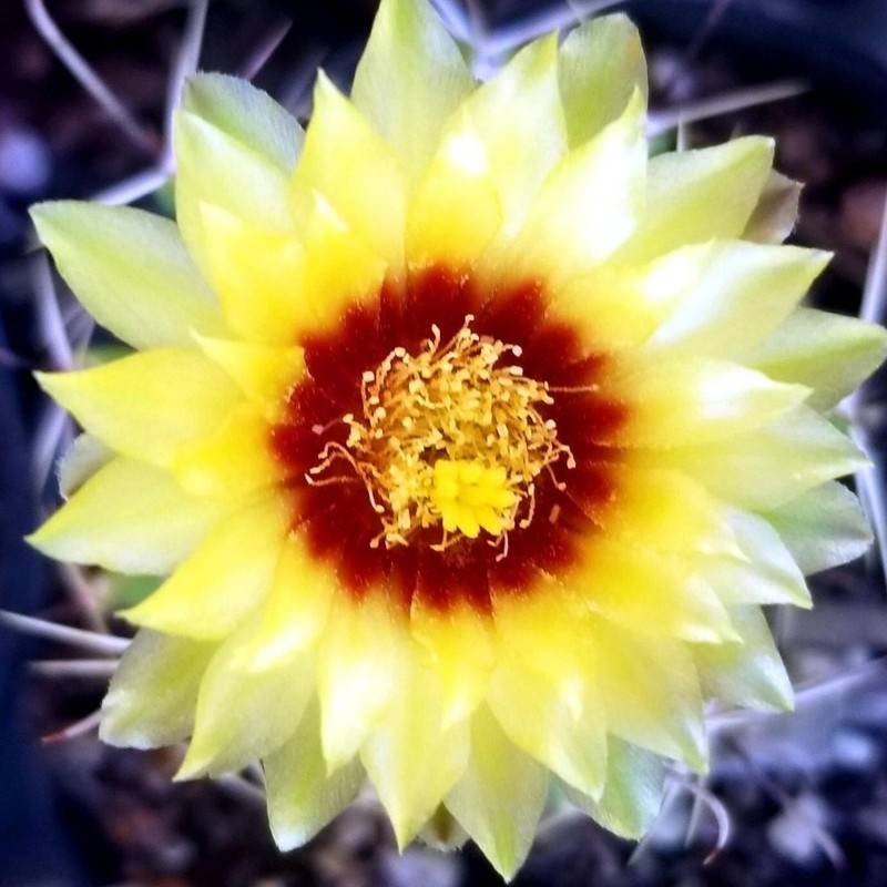 Thelocactus Setispinus Anderson, Live Cactus Plants,Rare Plants gallery