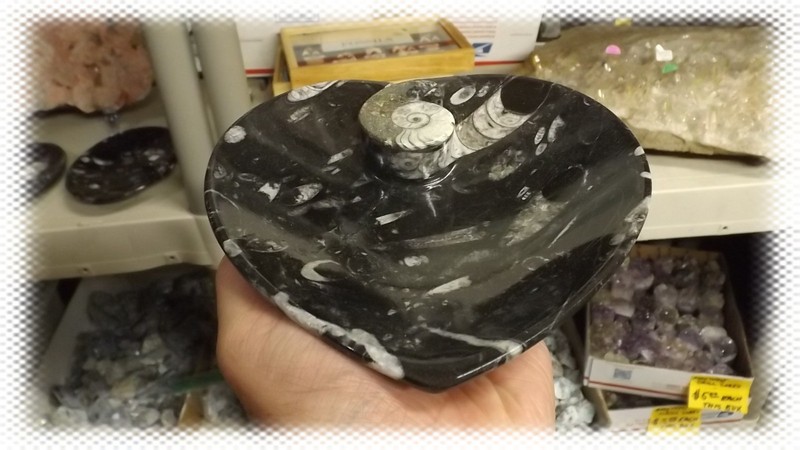 Polished Ammonite and Orthoceras Fossil Heart Plate (6"in) gallery