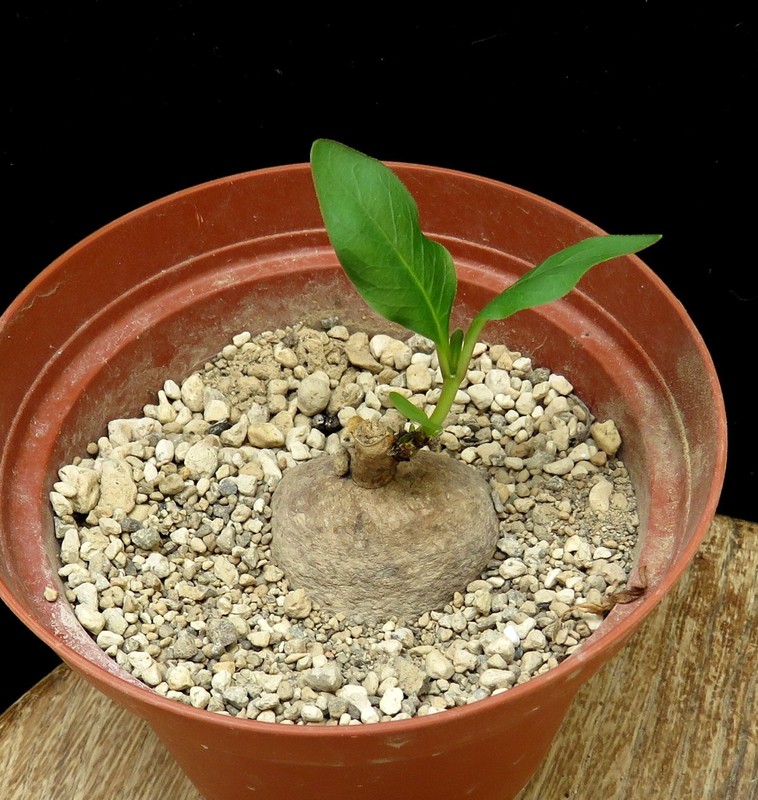 Raphionacme bingeri,Euphorbia ,Caudex,Succulent Plants,Cactus gallery
