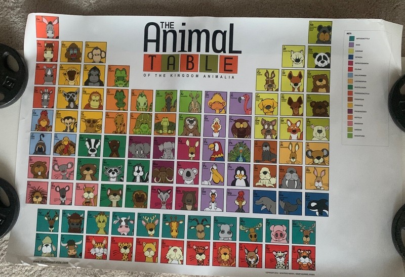 Angry Squirrel Studio The Animal Table Of The Kingdom Animalia Poster 24”x36”