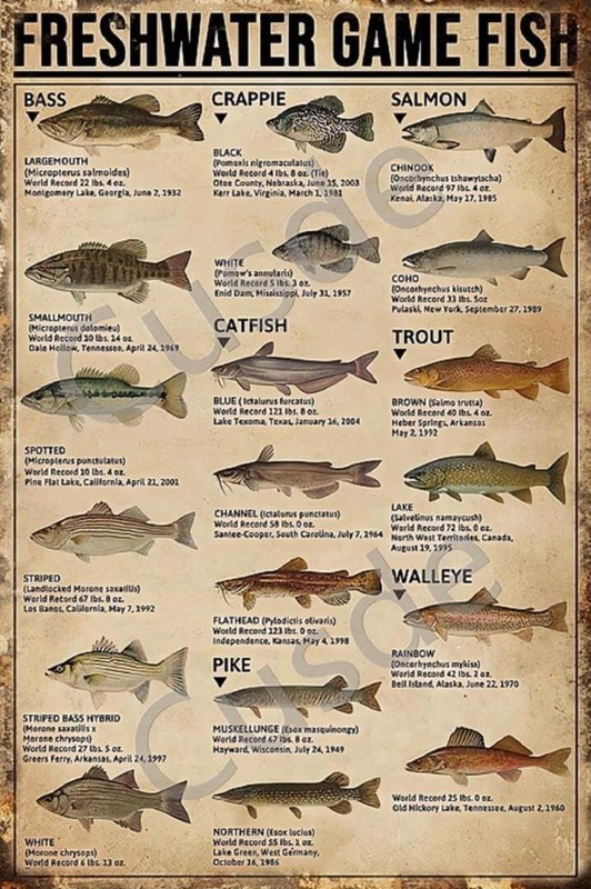 Vintage Fish Sign Freshwater Game Fish Aluminum Sign 8×12 Size Funny
