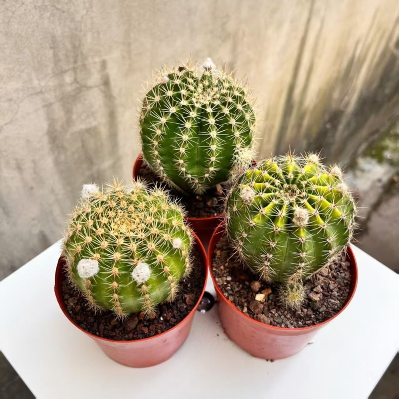 Gymnocalycium baldianum Dwarf Chin Cactus Live Succulent Plant Blooming Cactus gallery