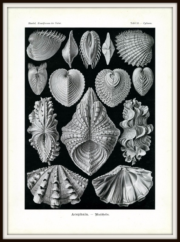 Oyster Shells & Clam Shells Ernst Haeckel 1904 Illustration, 4 x 6"-16 x 20" gallery