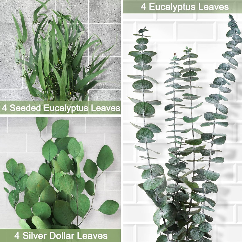 12 Pcs Mixed Real Dried Eucalyptus Leaves Stems - Preserved Eucalyptus gallery
