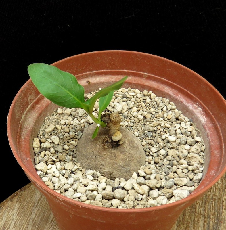 Raphionacme bingeri,Euphorbia ,Caudex,Succulent Plants,Cactus gallery