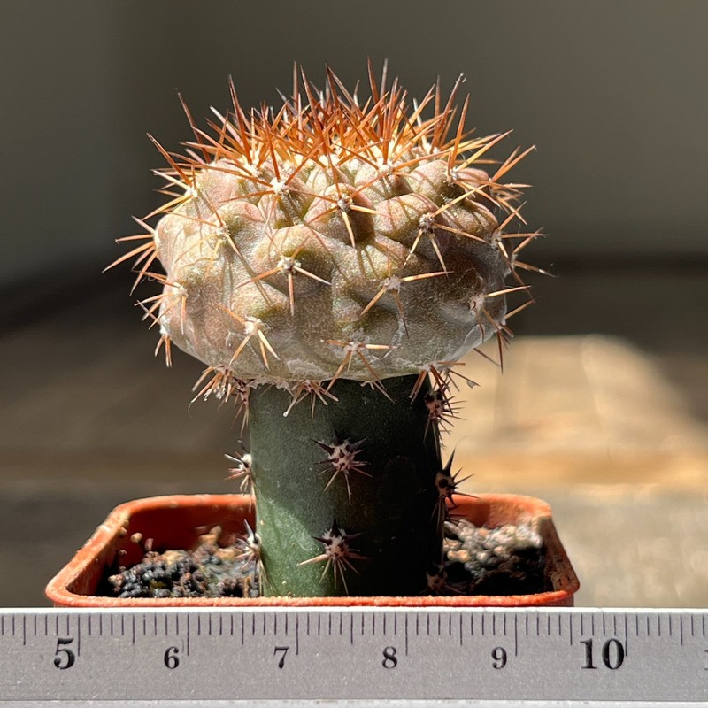 29-151 Copiapoa columna-alba JN1297, Esmeralda Limita, Pan de Azukar, grafted